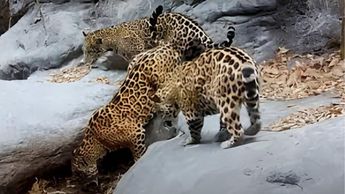 Hembra jaguar con sus crías en la Sierra Gorda de Guanajuato
