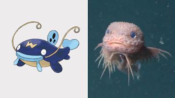 Usuarios en redes señalan el parecido del Careproctus colliculi con un pokemón Whiscash | Wiki | MBARI