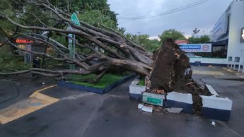 Árbol caído en Chapalita / Juan Carlos Munguía