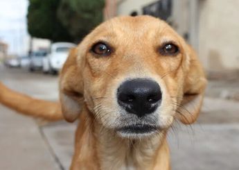 Nuevo León prohibirá venta de perros y gatos provenientes de criaderos a partir de mayo 2023