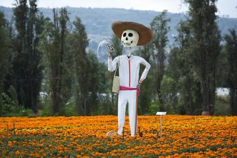 Campos de flor de cempasúchil, Xochimilco / Azucena Rangel