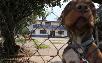 En el lugar se observan casitas de perro /Jorge Carballo