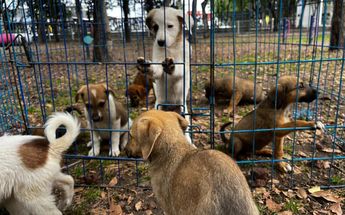 Cachorros en resguardo de Bienestar animal del Ayuntamiento de Puebla en un parque / Mariana Camarillo