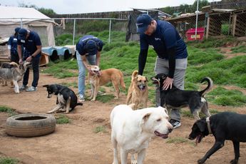 Colaboradores de Bravo participan en una jornada de apoyo y convivencia con los perros de Adopta MX. (Guillermo Quintero)