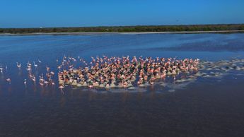 Anidación de flamencos en Yucatán