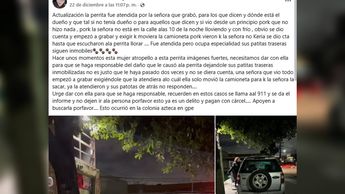 Guadalupe: Atropellan a perrita y pierde movilidad en sus patitas