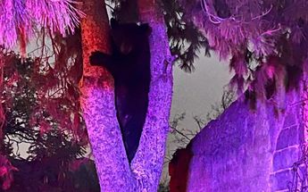 Oso en El Carmen, NL