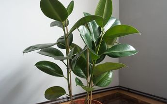 Ficus robusta o árbol de caucho | Especial