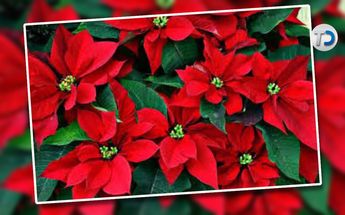 El 8 de diciembre se festeja el Día Nacional de la Nochebuena en México.
