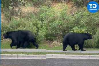 Oso en San Pedro Garza / Cortesía