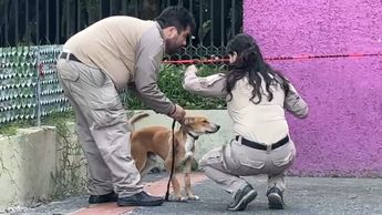 El perro herido fue trasladado en una transportadora por personal de bosques urbanos | Juan Carlos Munguía