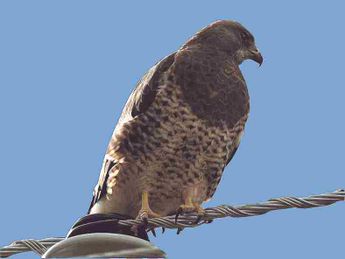En la fauna del lugar hay por ejemplo, la especie de la aguililla de Swainson, entre otros. | Especial