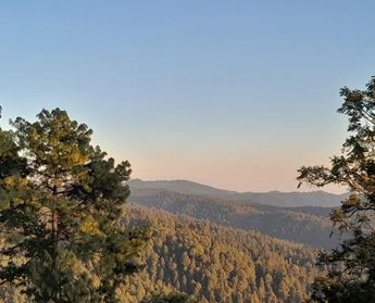 Bosque de la mariposa en Michoacán | Elizabeth Guzmán