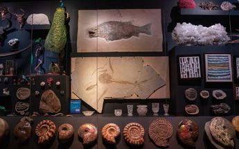 El Museo La Milarca cuenta con diversas salas donde se exponen fósiles y obras de arte únicas en el mundo. | Cortesía