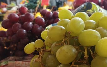Comerciantes esperan repunte en la venta de uvas en La Laguna