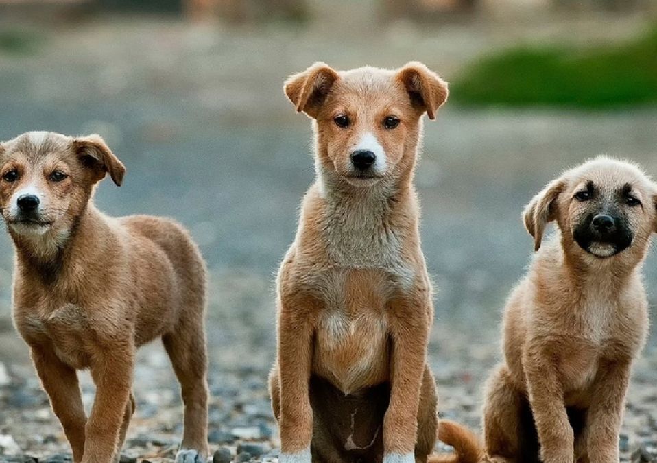 Adoptar perritos evita que se conviertan en víctimas de la crueldad humana
