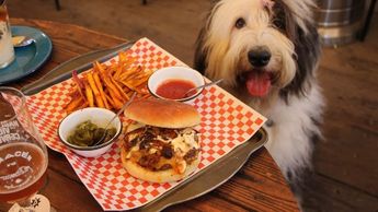 En Almacén 42 puedes disfrutar de una cena en compañia de tu mascota.| Especial