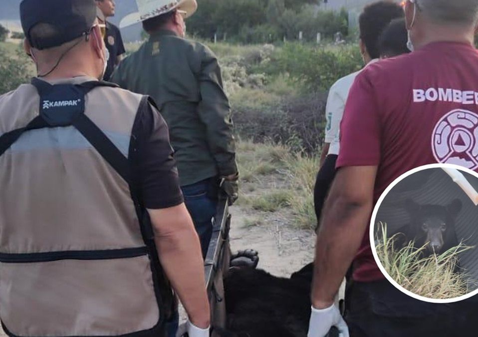 El oso fue puesto en resguardo tras el operativo.| Especial