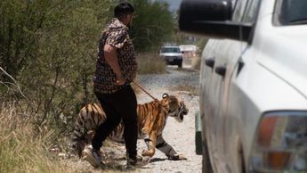 Tigre captado en Salinas Victoria, Nuevo León