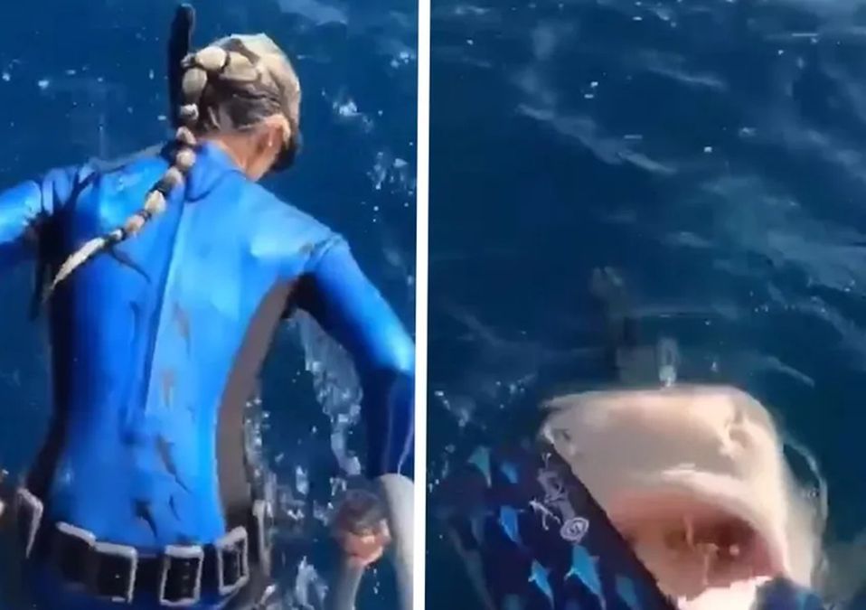 Mujer estuvo a punto de saltar hacia la boca de un tiburón tigre en Hawái