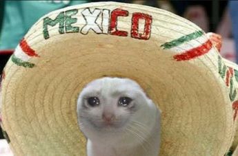 Meme de gato llorando por eliminación de México