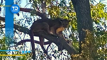 Expertos en fauna silvestre han recordado la importancia de no intentar acercarse a animales como los pumas / Especial
