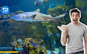 Sealand, lujoso Acuario de Monterrey | Especial
