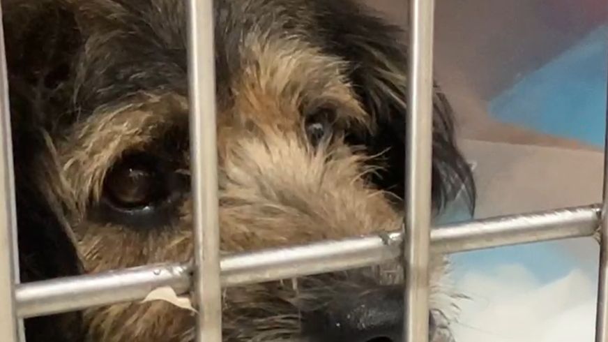 "Barbitas" muestra una buena recuperación tras su intervención