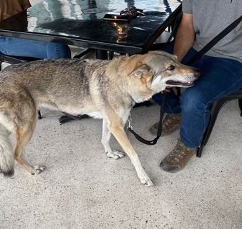 Lobo en plaza comercial de San Pedro / Especial