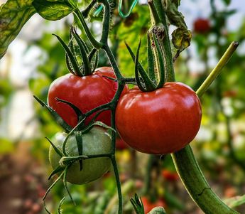 El mercado de abastos se ha convertido en una opción para familias y comerciantes que buscan tomate más barato. | Pixels