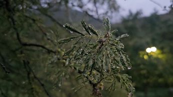 Árboles y flores cubiertas de hielo. | Fabricio Gallegos