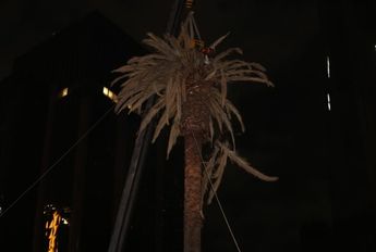 Labores para retirar la palmera de Reforma / Javier Ríos