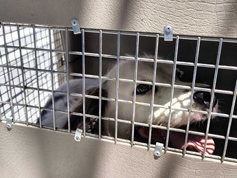 Un perrito fue resguardado por las autoridades luego del cateo en Guadalupe. | Agustín Martínez