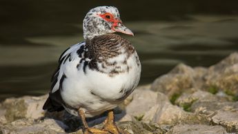 Pato real mexicano (Cairina moschata) | Especial