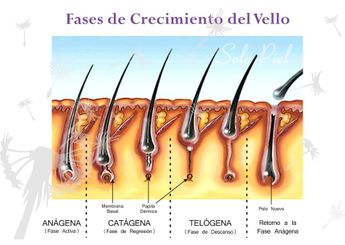 Fases de crecimiento del vello / solopiel.wordpress.com