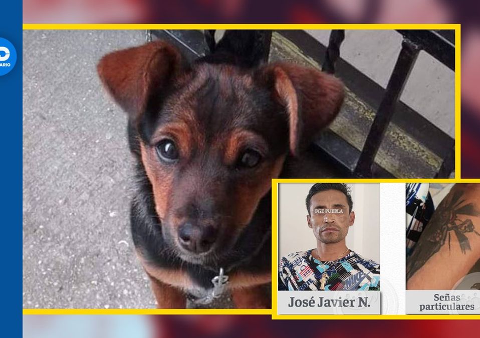 José Javier N, presunto agresor de la perrita 'Enedina' fue detenido en el Estado de México / Especial