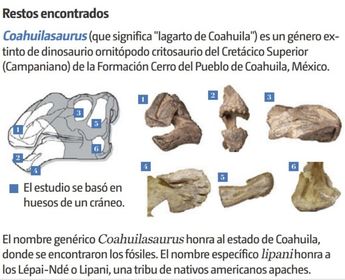 Nueva especie de dinosaurio en Coahuila