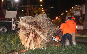 Los trabajos para el retiro de la palmera afectaron la vialidad de Paseo de la Reforma / Javier Ríos