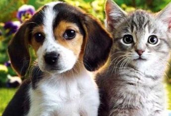 Escobedo invita a la feria de adopción de mascotas | Especial