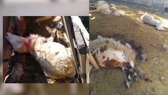 El dueño del ganado encontró a sus animales con heridas y manchas de sangre dentro de su corral | Especial