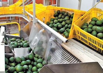 Aguacate mexicano / Jorge Carballo