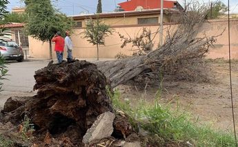 Daños materiales tras fuertes vientos en Saltillo.