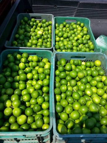 Producción de limón en Michoacán
