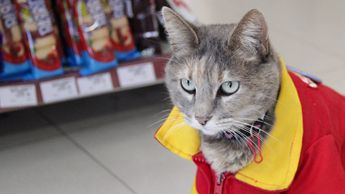 Minina ha hecho de la tienda su hogar, donde recibe todas las atenciones y cariño que un felino necesita | Es Imagen