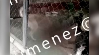 Perros abandonados se comen entre ellos en Ixtapaluca. C4 en Alerta, 09 de junio 2026