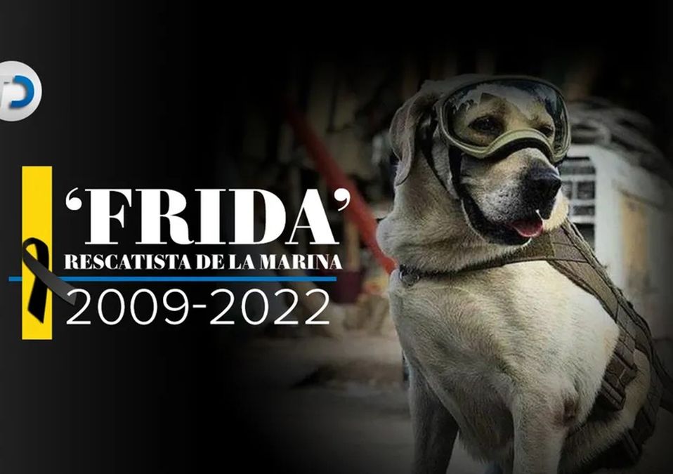 Murió Frida, la perrita rescatista de la Marina y símbolo del 19S