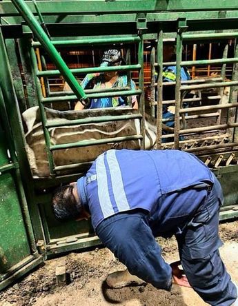 Especialistas aplican trampas para eliminar al mosquito que planta las larvas en el ganado. | SADER
