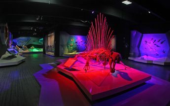 En las salas del Museo de la Evolución Puebla hay réplicas de fósiles para ilustrar los tamaños de las criaturas de otras eras | Melanie Torres