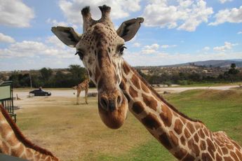 Jirafas en Africam Safari / Melanie Torres