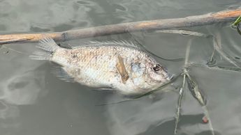 Pez muerto en el cauce del río Pesquería. | Cortesía